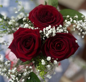 Le Rose di Angela Cosenza
